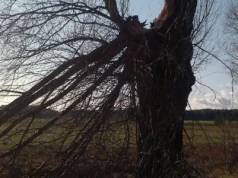 Uwaga na silny wiatr. Porywy mogą osiągnąć nawe 85 km/h