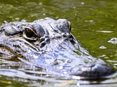 Spokojny wieczór zamienił się w koszmar. Aligator zaatakował 71-latka na Florydzie