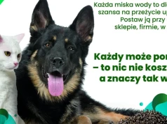 Woda dla zwierząt latem wystaw miskę w cieniu i pomóż im przetrwać upały
