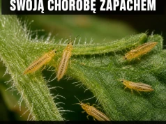 Wirus wynajął roślinę pod reklamę