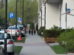 Dziki w Podgórzu w Krakowie. Zaraz wejdą na Wawel. Problem nie dotyczy tylko Borku Fałęckiego czy innych dalszych dzielnic.