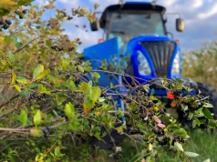 Aronia lepiej przetrwała pogodę. Ale sezon jeszcze może się odwrócić