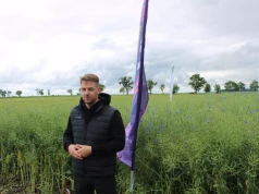 Pchełki i chowacze zdewastowały rzepak. Rolnicy zaorali całe pola