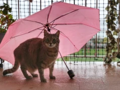 Pogoda na czwartek | Przyjemna temperatura, ale może być mokro