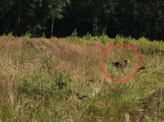 Wilki w Jaworznie. Mieszkaniec natknął się na nie w Ciężkowicach