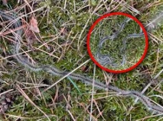 Leśnicy ostrzegają spacerowiczów. "Silne reakcje alergiczne"