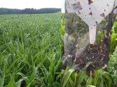 Omacnica ruszyła na kukurydzę. To moment na pierwsze wyłożenie kruszynka