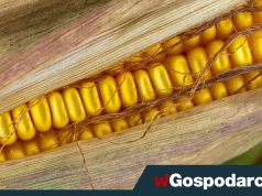 Dramat na rynku kukurydzy. Upał wypalił uprawy