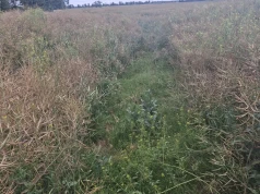 Katastrofalny sezon dla rzepaku
