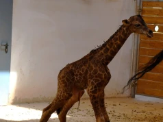 Wspaniałe narodziny w polskim zoo. Mała żyrafa rozczuliła wszystkich