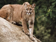 Wielki kot, wielki strach. W zachodniopomorskim lesie grasuje puma