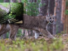 W nocy pod amboną pojawiła się puma. Pod Koszalinem trwa obława