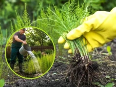 Działa jak zielony dynamit! Ten 1 płyn wnika głęboko i wypala skrzyp