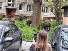 627 odstrzelonych dzików, 220 odłowionych i 400 zgłoszeń miesięcznie. Kraków szuka sposobu na dziki