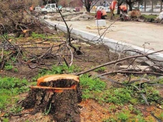 Ile drzew wycięto pod nowe inwestycje? Do prezydenta trafiły pytania o skalę wycinek