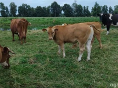 Ceny bydła wyhamowały. Skupy płacą mniej niż pod koniec maja