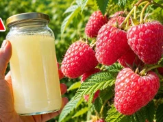 Wszyscy robią to z malinami za późno. Nakarm je TYM teraz, a zaleją cię owoce