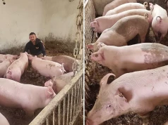 „Co mam dziś produkować, żeby normalnie żyć?” Rolnik pyta ministra