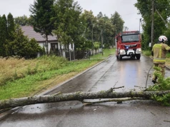 Strażacy usuwali wciąż drzewa połamane przez silny wiatr