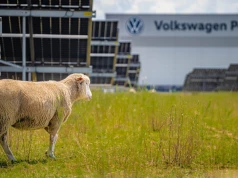 Nietypowi pracownicy fabryki Volkswagena. Są ważniejsi niż może się wydawać