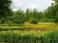 Tydzień liliowców w Łodzi. W Ogrodzie Botanicznym zakwitło 16 tysięcy kwiatów