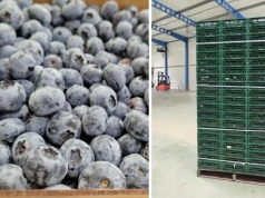 Sezon borówki 2026 pod presją kosztów. Produkcja coraz droższa, a ceny owoców spadają