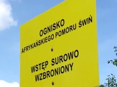 ASF ponownie uderza. W Kujawsko-Pomorskiem wykryto drugie ognisko choroby u świń w 2026 roku