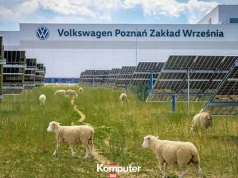 W polskim zakładzie Volkswagena pojawiły się... owce. To element badań