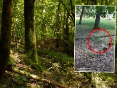 Grzybiarz pokazał, co znalazł w lipcu. "Las już potrafi zaskoczyć"