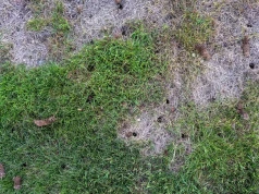 Pożegnaj żółte plamy w ogrodzie. Jeden trik i trawnik będzie wyglądał jak malowany