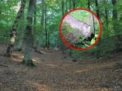 Wielka akcja szukania pumy w Polanowie. Fotopułapki i drony w akcji