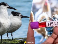 Niepokojące odkrycie w Australii. Wirus H5N1 pojawił się u dzikich ptaków