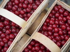 Wiśnie na skupach po 4,50 zł/kg. Na rynkach hurtowych ceny są nawet czterokrotnie wyższe