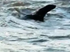 To nie potwór z Loch Ness, w Odrze pływa prawdziwa foka. Zobacz film