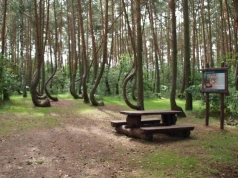 Pod Gryfinem powstaje nowy Krzywy Las