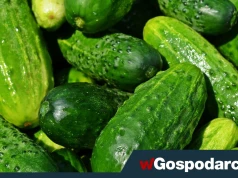15 zł za godzinę pracy. "Co za wyzysk", "Nikt nie jest jeleniem"