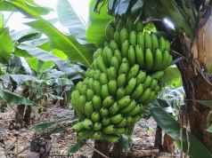 Banan tak naprawdę jest jagodą. Owoce mają zaskakujący rodowód