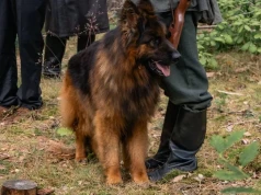 Hit z Chojniczanki został aktorem. Owczarek niemiecki zagrał w filmie historycznym