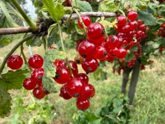 Nie czekaj do jesieni. Zrób to teraz – dwa razy więcej owoców za rok