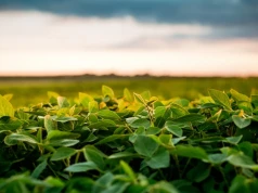 Roślina z Azji podbija polskie pola. Areał wzrósł niemal pięciokrotnie