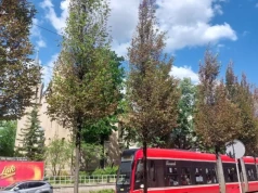 Prawie połowa drzew na ul. Warszawskiej zostanie wyrwana. Nie wiadomo, czy w ich miejsce zostaną posadzone nowe