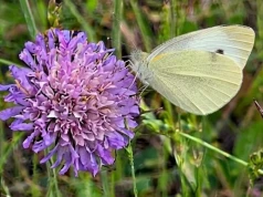 Motyl, którego zna każdy. Bielinek kapustnik skrywa wiele tajemnic