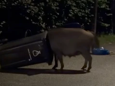 Kolejna nocna biesiada dzików, tym razem na Wawrze. Wygrzebywały ze śmieci wszystko, co nadawało się do zjedzenia