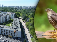 Warszawa chce wyciąć bezcenny Ptasi Zakątek. 200 drzew i 40 gatunków ptaków