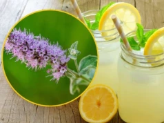 Pojawiły się kwiaty na mięcie? Wyjaśniamy, czy wciąż nadaje się do lemoniady