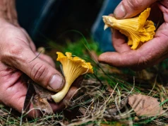 Pełne witaminy A, B i D2. Dostarczą też białka, wzmocnią odporność