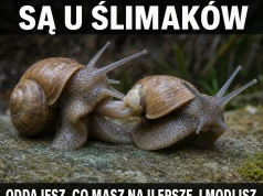 Ślimacza randka: śluz, miłość, demontaż