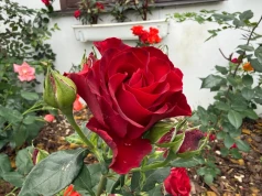 Nie kupuję nawozu do róż. Rozsypuję garść tego wokół krzewu, kwitną aż do jesieni