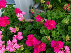 Twoje pelargonie nagle przestały kwitnąć? Ogrodnik zdradza przyczynę