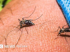 Co sprawia, że komary nie mogą się tobie oprzeć?